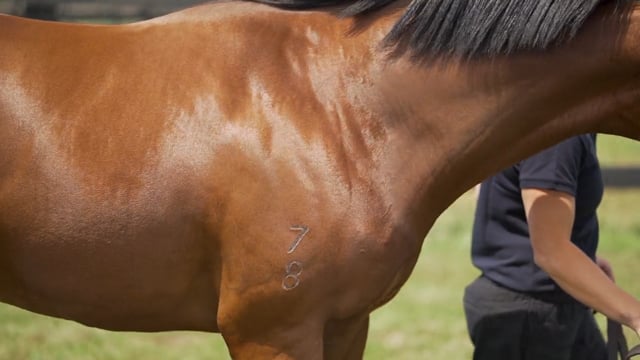 Lot 118