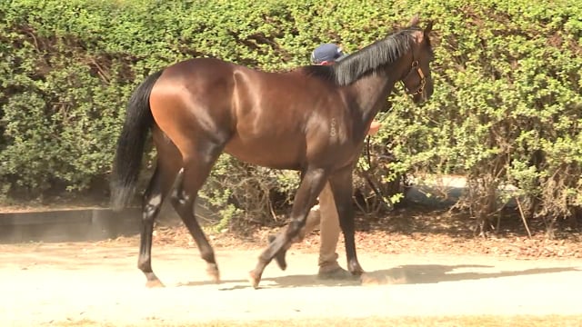 Lot 171