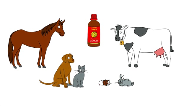 Herstellung Anima-Strath