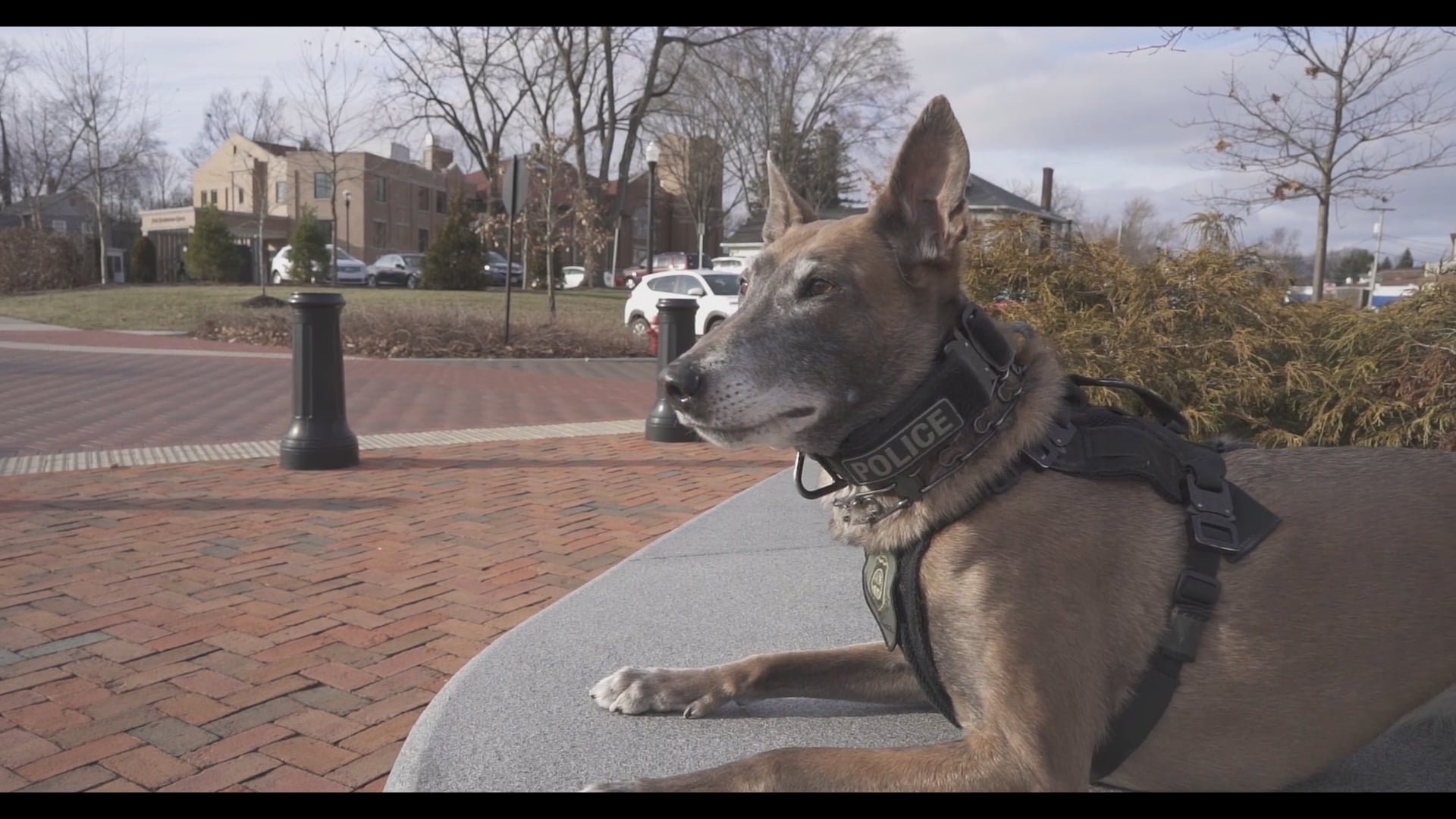 Westerville Police K9 Fiji Retires