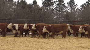 Lot #1000 - COMMERCIAL HEREFORD HEIFERS