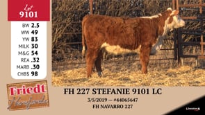 Lot #9101 - FH 227 STEVANIE 9101 LC