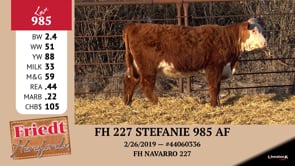 Lot #965 - FH 227 STEFANIE 965 AF