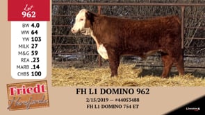 Lot #962 - FH L1 DOMINO 962