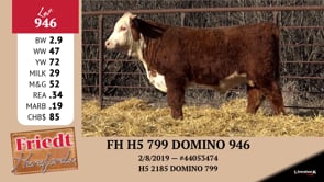 Lot #946 - FH H5 799 DOMINO 946