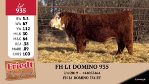 Lot #935 - FH L1 DOMINO 935