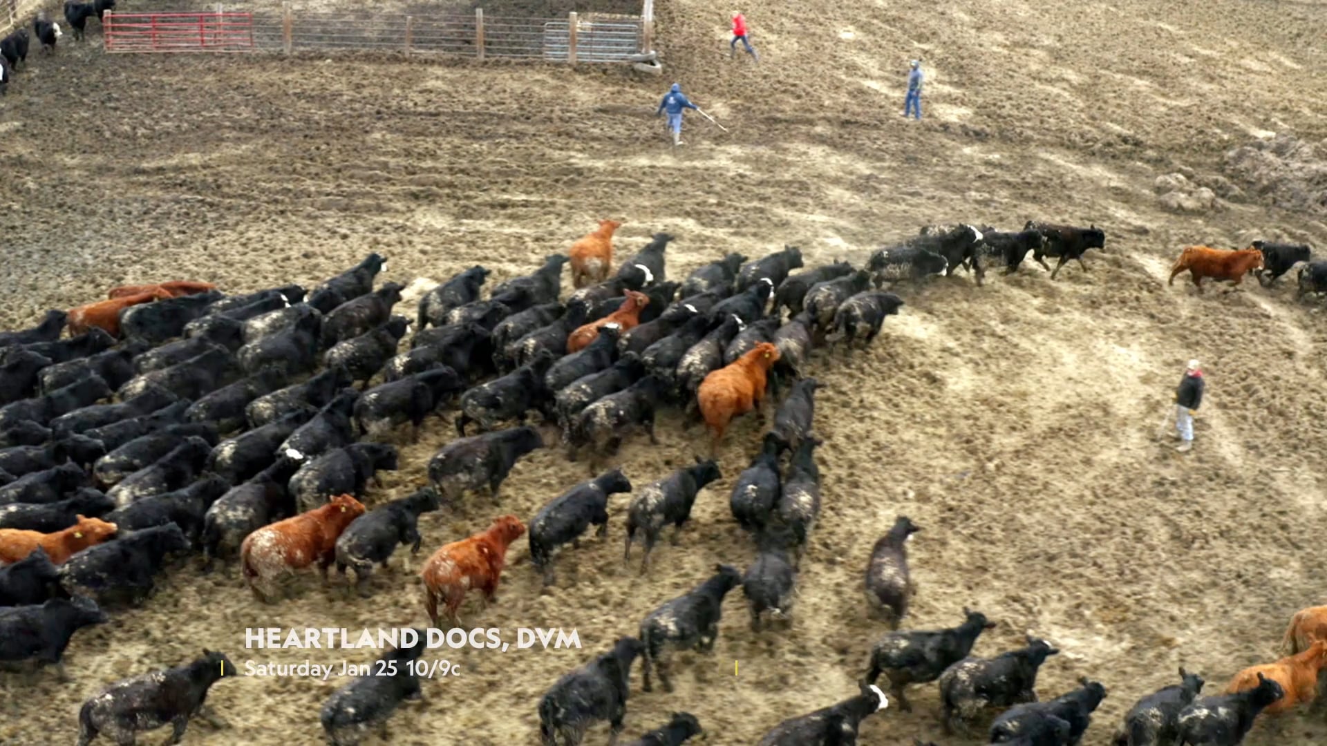 National Geographic's Heartland Docs DVM