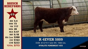 Lot #49 - R 4EVER 5809
