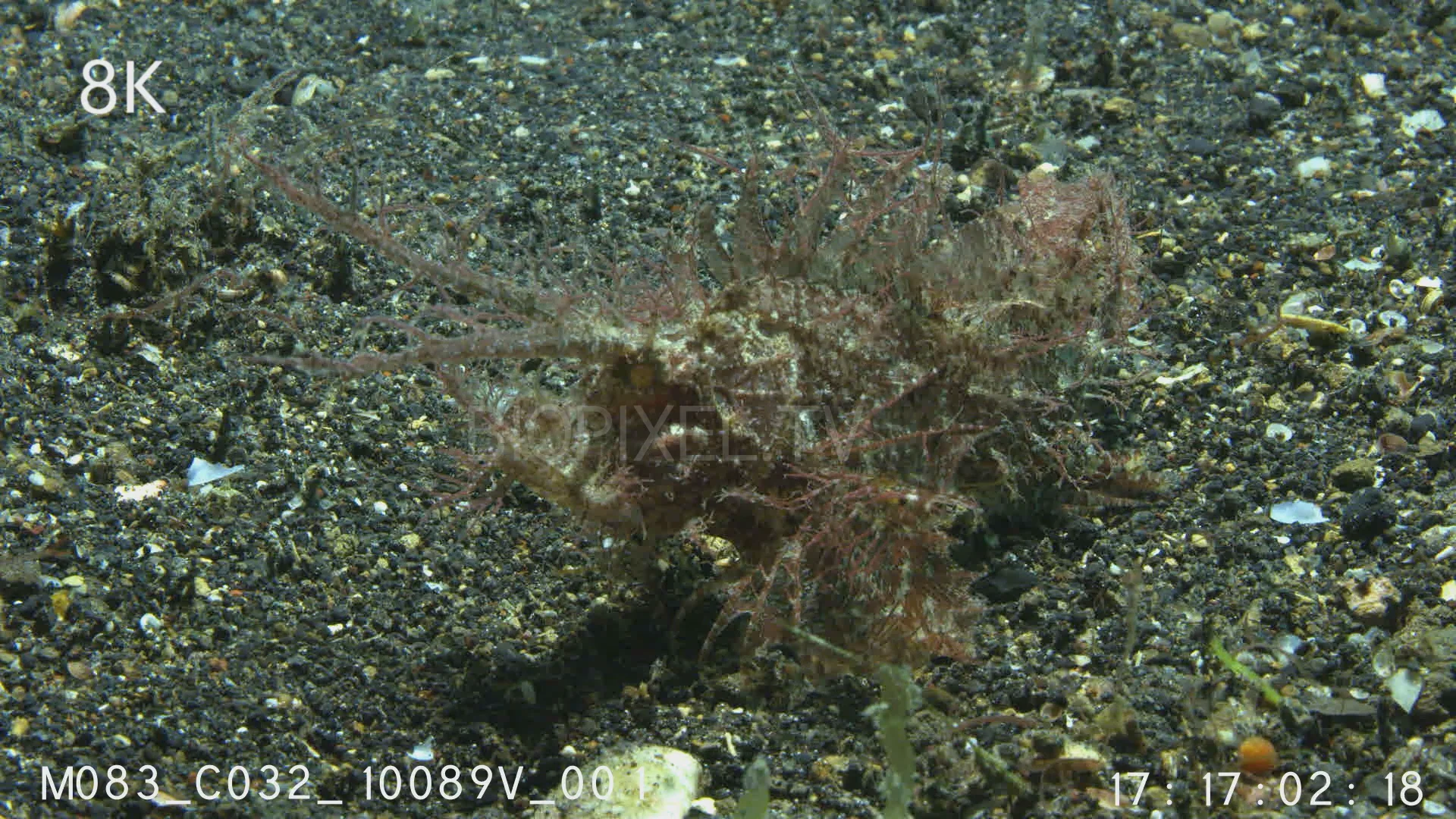 Fish - Ambon scorpionfish 8K on Vimeo
