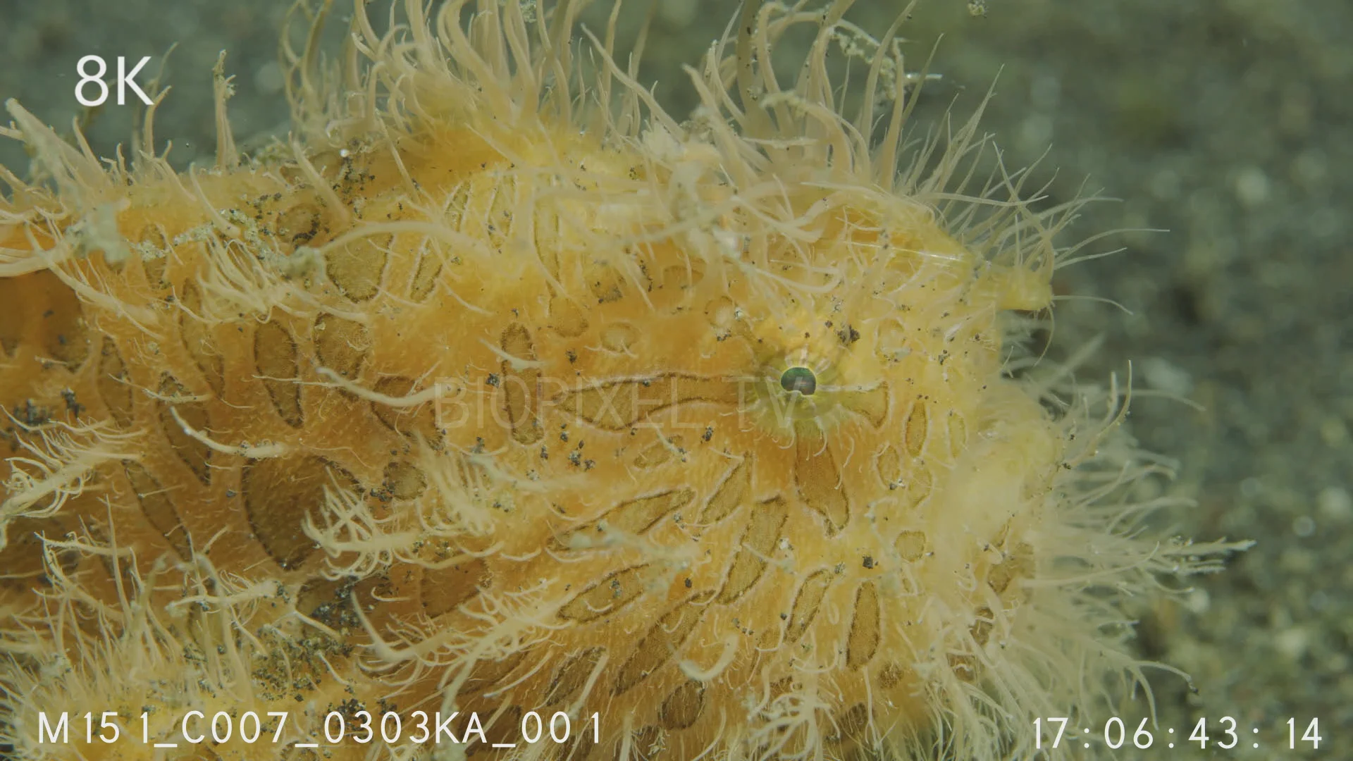 Camouflage anglerfish tasselled orange frogfish 8k on vimeo