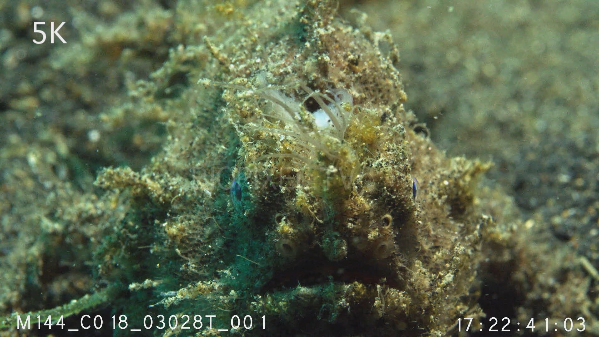4K Camouflage - Anglerfish / Frogfish - Cryptic frogfish 5K on Vimeo