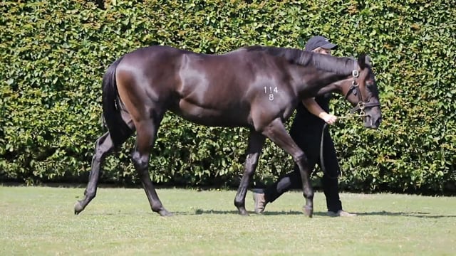 Lot 1203