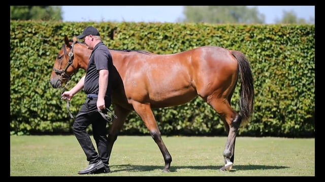 Lot 1217