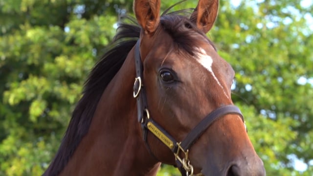 Lot 246