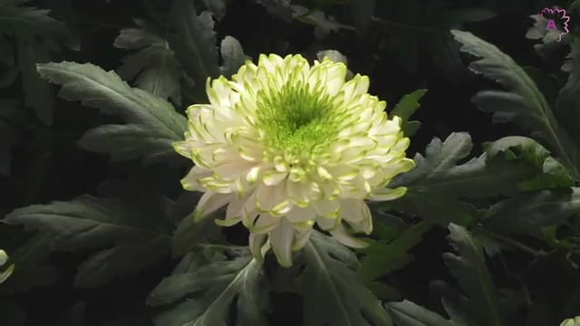 Bedrijfsvideo Arcadia Chrysanten