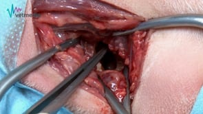 Osteotomía ventral de la bulla timpánica en perros
