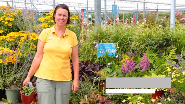 Shade Loving Perennials