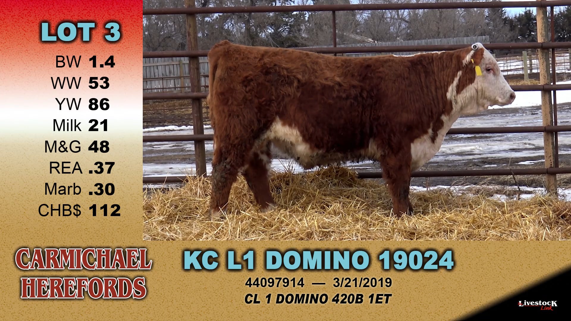 Carmichael Herefords - Lot 3