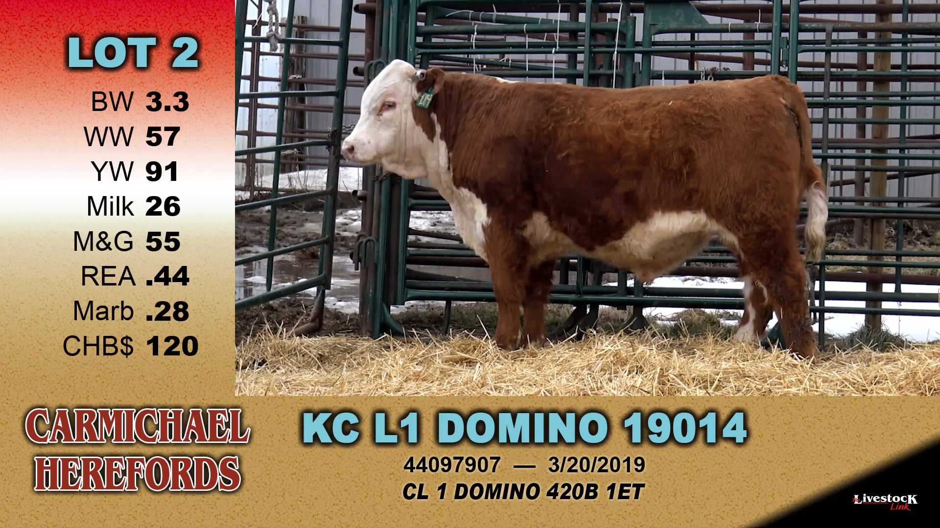 Carmichael Herefords - Lot 2