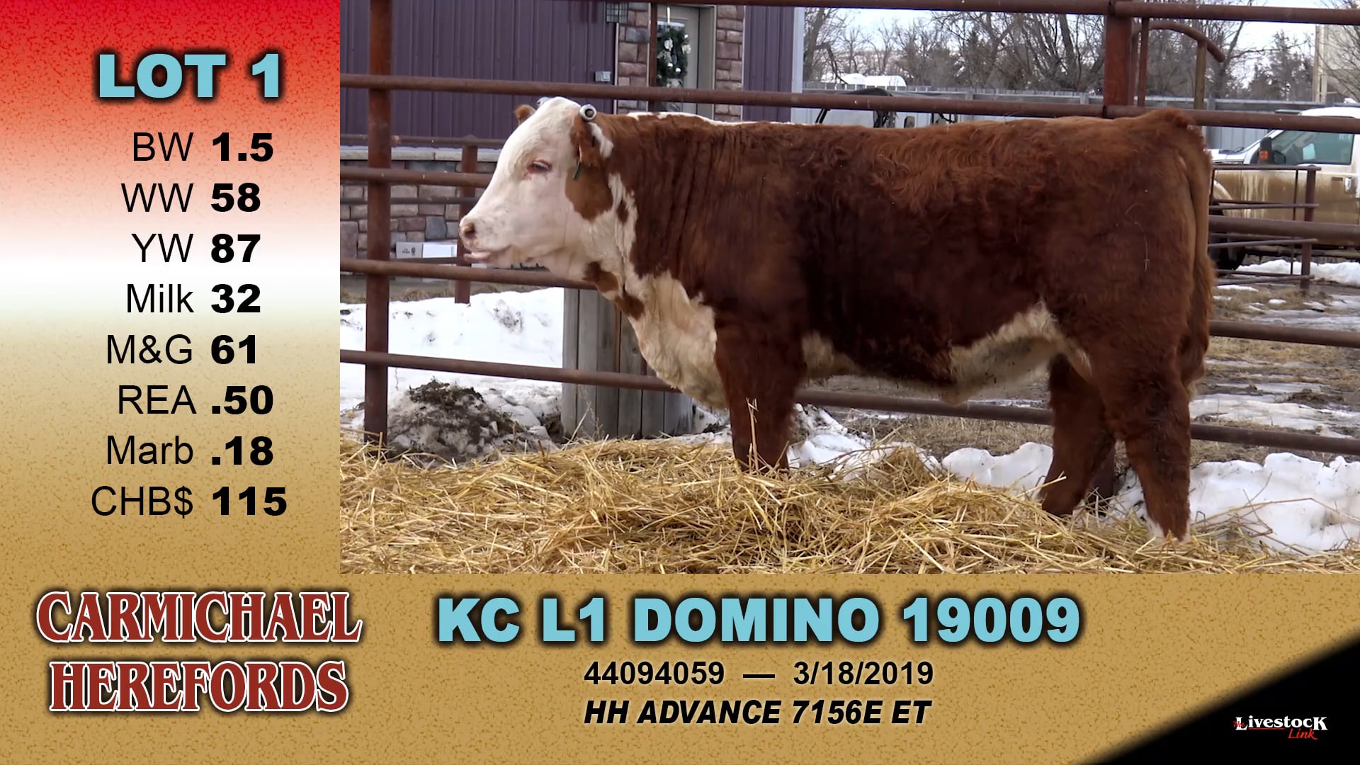Carmichael Herefords - Lot 1