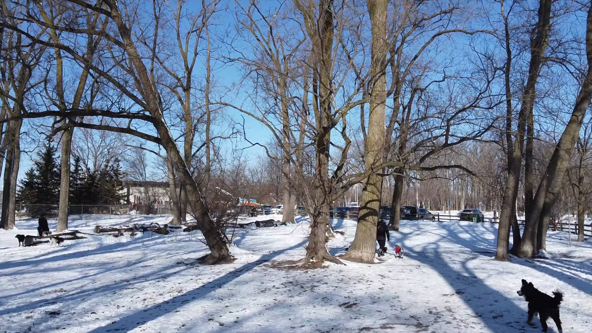 Cherry Beach Dog Shoot on Vimeo