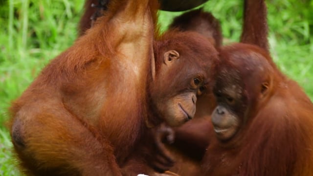 Volunteer with Orangutans in Borneo