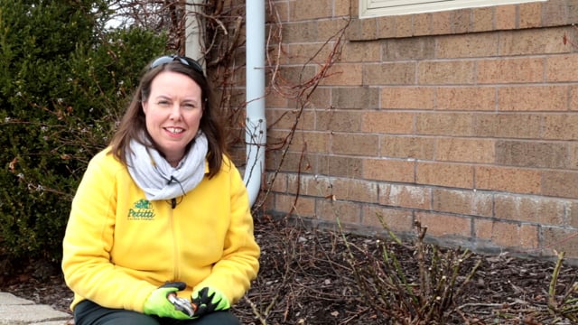 How To Prune Garden Roses