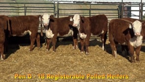 Lot #Pen D - 18 Registerable Polled Heifers