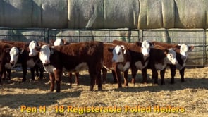 Lot #Pen H - 18 Registerable Polled Heifers
