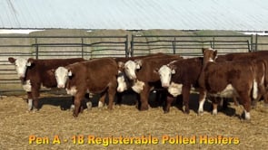Lot #Pen A - 18 Registerable Polled Heifers