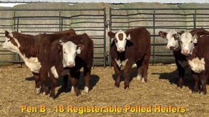 Lot #Pen B - 18 Registerable Polled Heifers