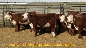 Lot #Pen C - 18 Registerable Polled Heifers