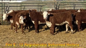 Lot #Pen E - 15 Registerable Polled Heifers