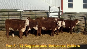 Lot #Pen F - 13 Registerable Dehorned Heifers