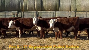 Lot #Pen G - 17 Registerable Polled Heifers