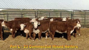 Lot #Pen L - 23 Commercial Mixed Heifers