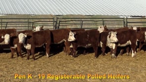 Lot #Pen K - 19 Registerable Polled Heifers