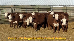 Lot #Pen J - 20 Registerable Polled Heifers