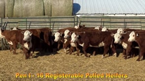 Lot #Pen I - 18 Registerable Polled Heifers