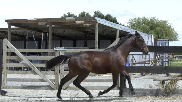 Lot 372