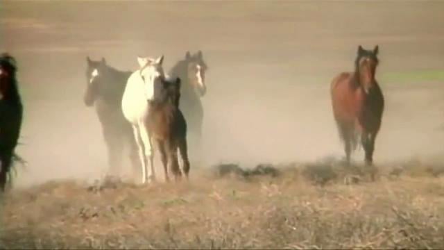 Wild Horse Crisis - Produced for vanityfair.com