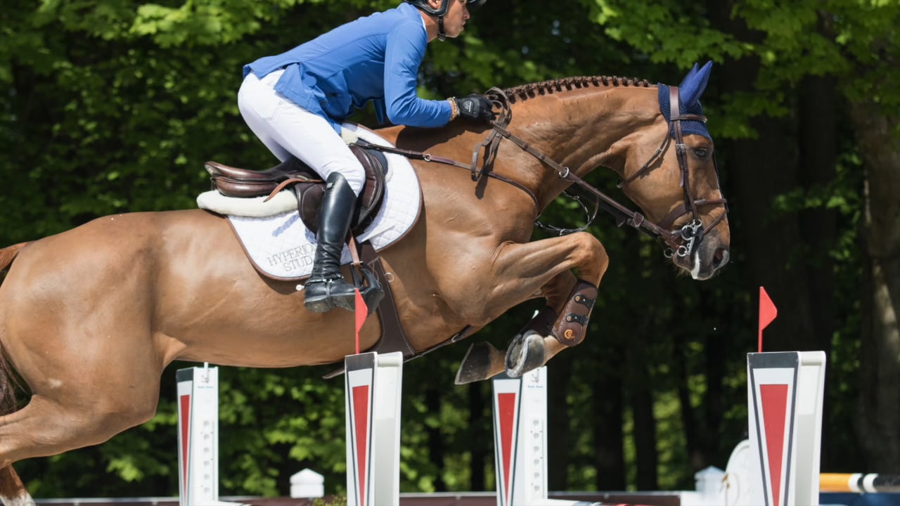 2020 WEF Sport Horse Auction Graduate Spotlights