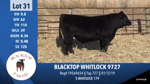 Lot #31 - BLACKTOP WHITLOCK 9727