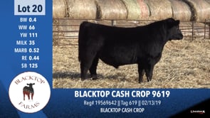 Lot #20 - BLACKTOP CASH CROP 9619