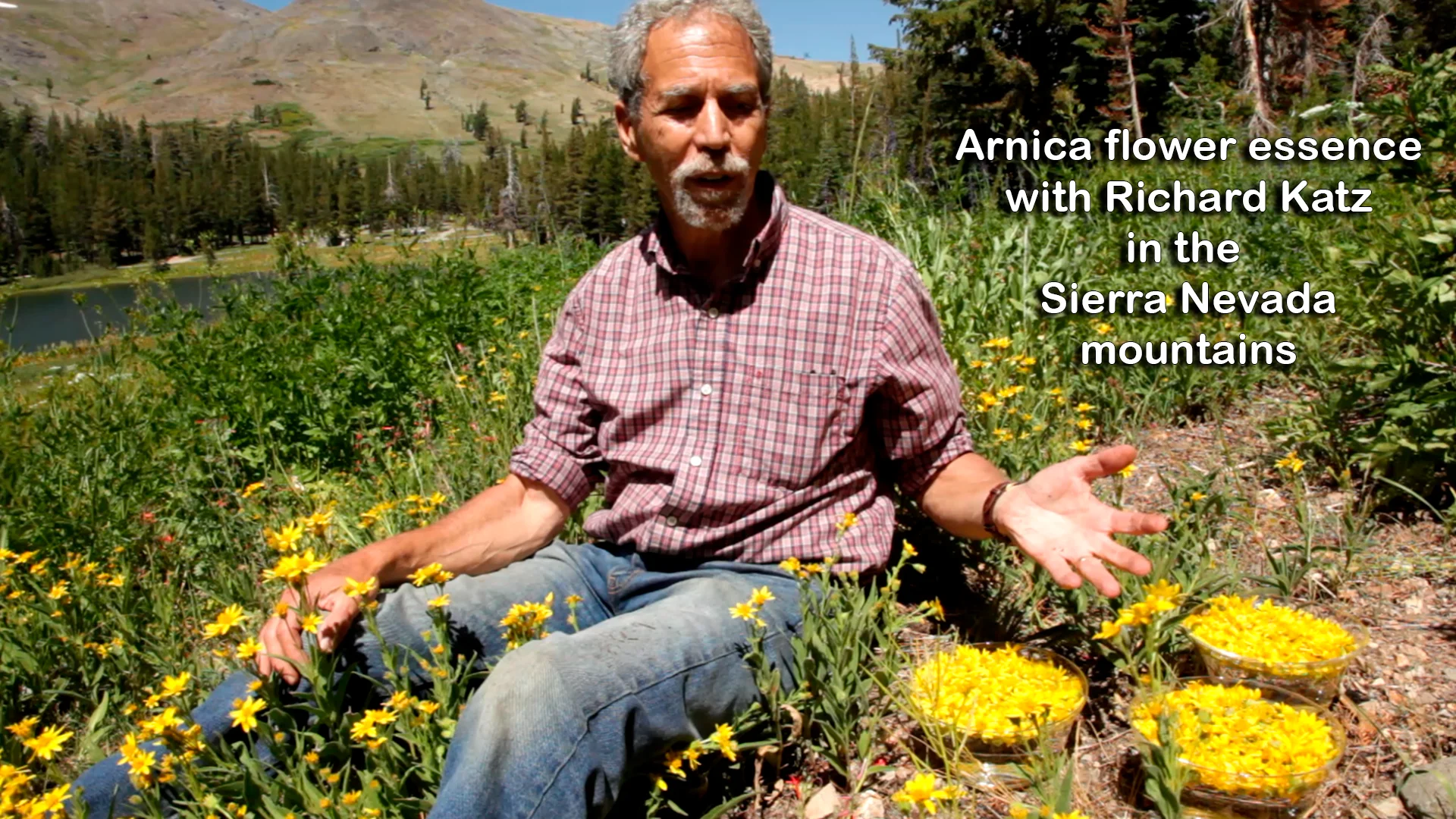 Arnica Flower Essence on Vimeo