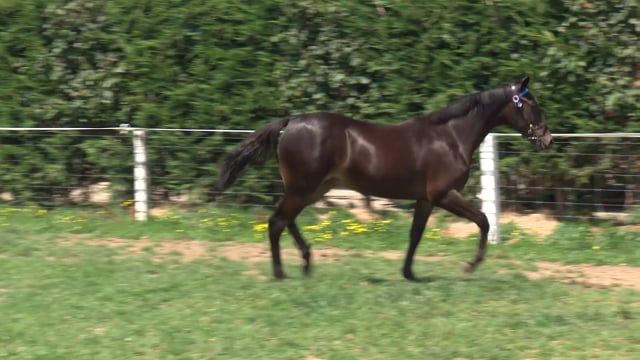 Lot 199