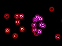 Bacteria Party – REVIS