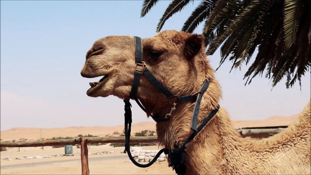 Funny discount camel video