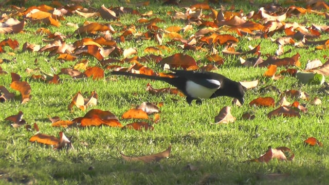 Bird of prey in meadow at sunset. Lens 2, Stock Video