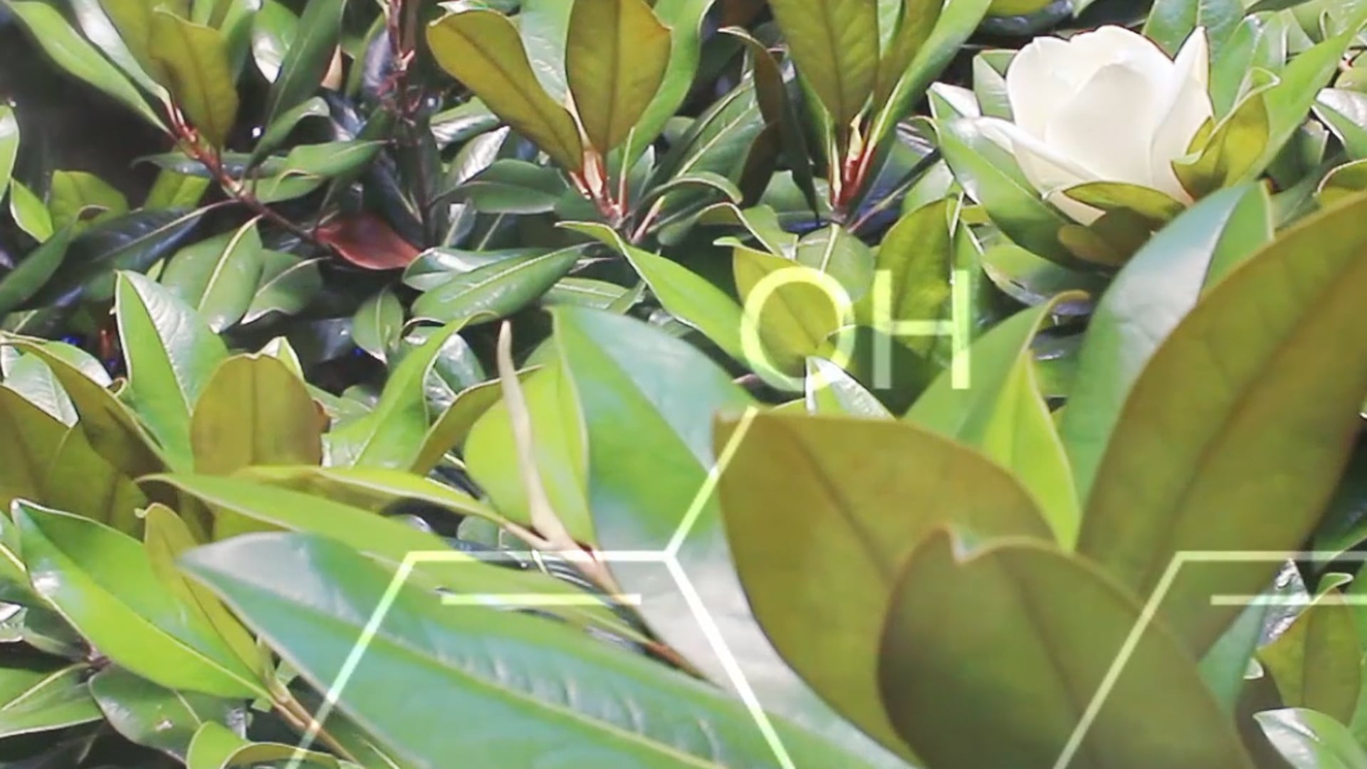 EVER - "Meet EVER Skincare"